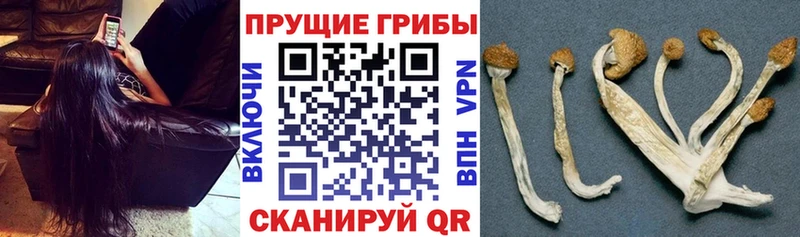 блэк спрут ссылки  Спасск-Рязанский  Псилоцибиновые грибы Psilocybe  где купить наркоту 